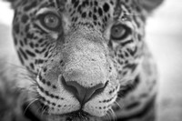 Turtleback Zoo